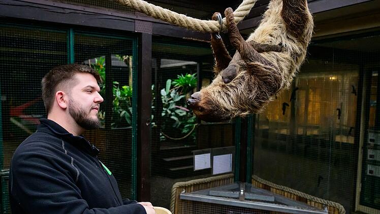 Nachwuchs bei den Faultieren im Vogelpark Walsrode