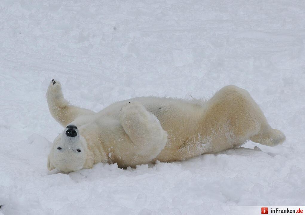 Winter im Tiergarten Nürnberg