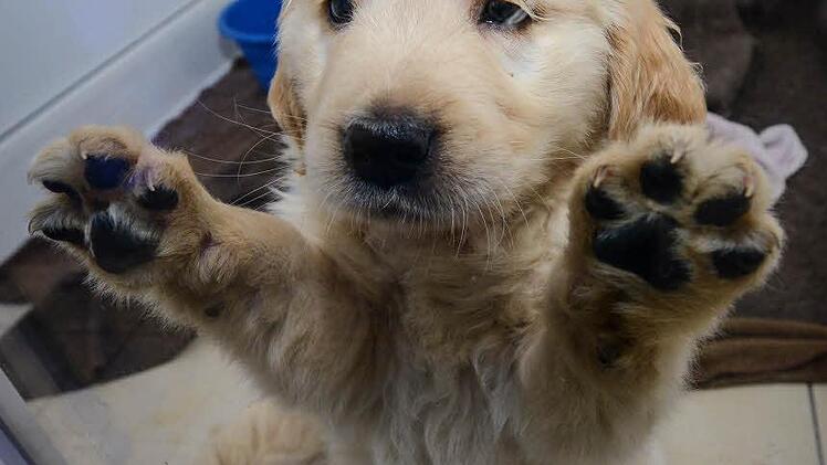 Golden Retriever-Welpen, die aus einem Tiertransporter gerettet wurden, spielen am 04.03.2014 in einem Tierheim in Nürnberg (Bayern). Zollbeamte haben in Nürnberg einen Welpentransport aus Osteuropa überprüft und 77 Tiere sichergestellt. Foto: David Ebener/dpa