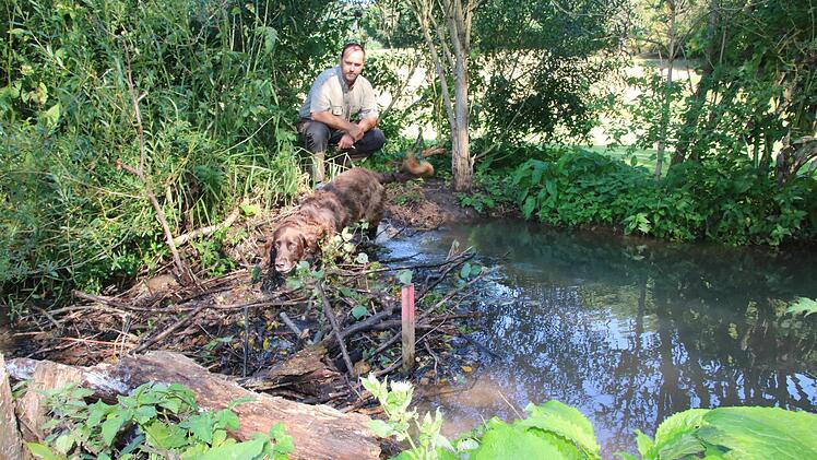 Biber-Berater und Naturschutzwächter Jörg Hagedorn versucht bei Konflikten mit dem Biber zu vermitteln. Auf dem Bild ist er mit Hund Rico am Biber-Damm im Golfplatz zu sehen. Foto: Ralf Ruppert