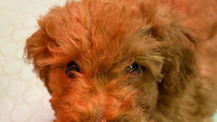 Tierheim Nürnberg gibt Welpen-Update - "wichtigste Info leider vorab"