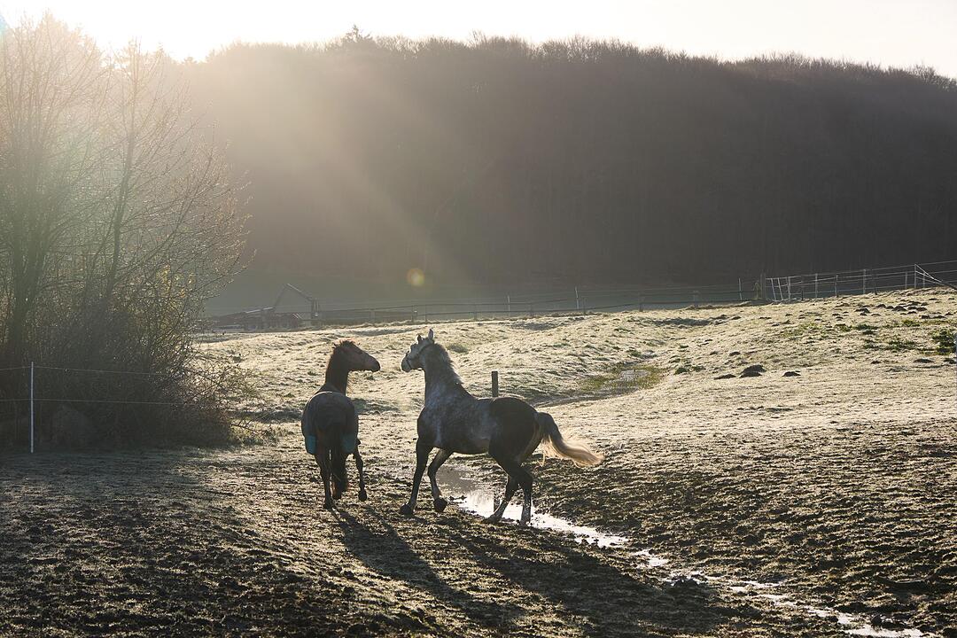 Pferde auf einer Koppel