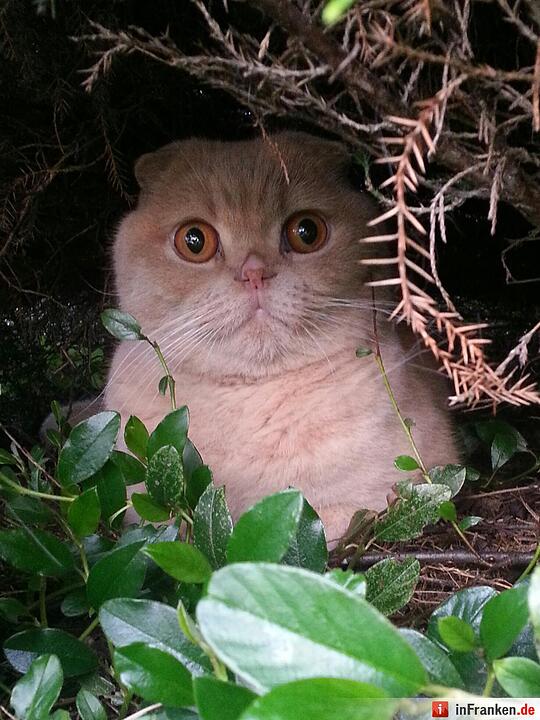 Foto: Natalie Tischer