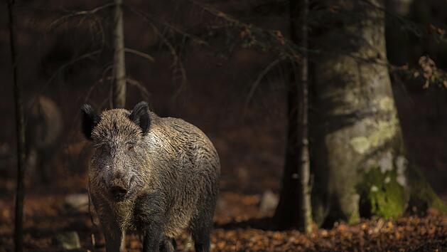 Was sind die gef&auml;hrlichsten Tiere in Deutschlands W&auml;ldern?