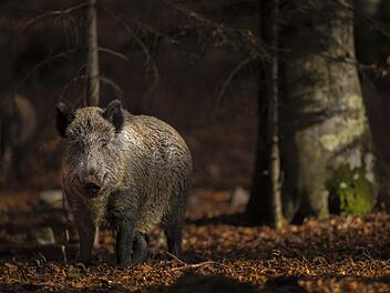 Was sind die gefährlichsten Tiere in Deutschlands Wäldern?