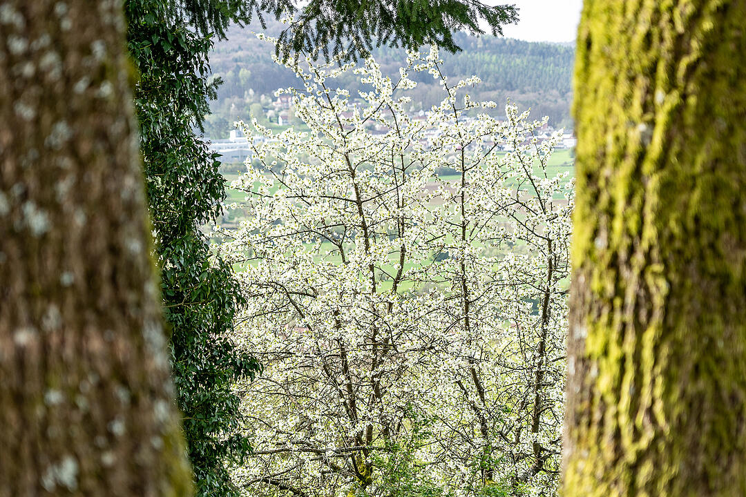 Unterwegs auf dem Kirschenweg.