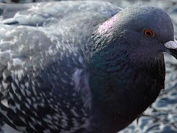 Foto: Patrick Seeger/dpa