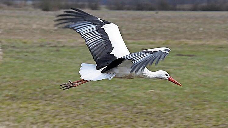 Foto: Archiv/Richard Sänger