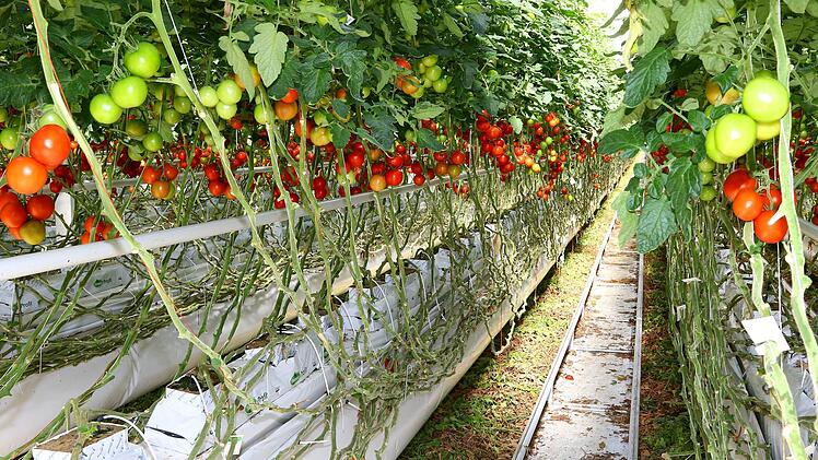 Tomaten über Tomaten: ein imposantes Bild. Foto: Monika Limmer