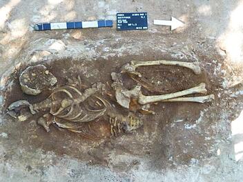 Die Skelettreste von Verurteilten, die um 1200 am Galgenhügel unterhalb des jetzigen Schwimmbadberges hingerichtet wurden. Die Hingerichteten durften nie auf einem geweihten Friedhof bestattet werden. Foto: Landesamt für Denkmalpflege/Schloss Seehof
