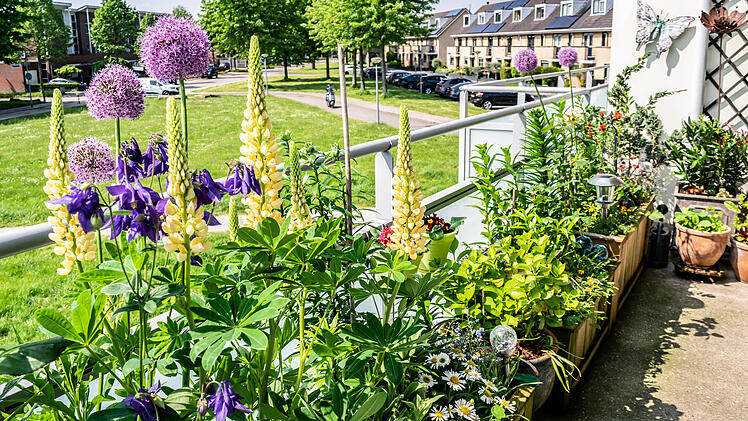 Flowering summer balcony. Growing flowers in flower pots and con