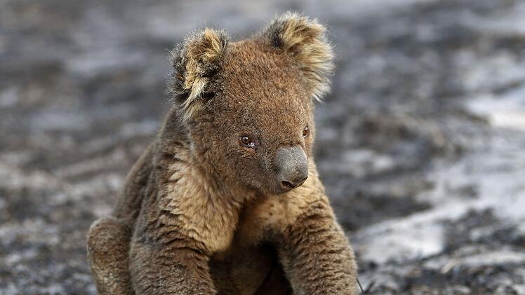 Verletzte Koalas bei Buschbr&auml;nden