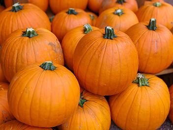 Populärer Pumpkin: Der kolossale Kürbis-Boom