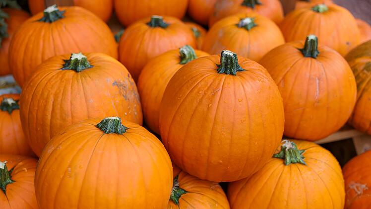 Populärer Pumpkin: Der kolossale Kürbis-Boom