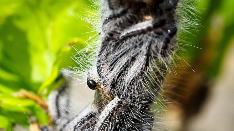 Kampf gegen den Eichenprozessionsspinner