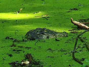 "Krokodil" sorgt für Aufregung an Tümpel nahe des Bodensees