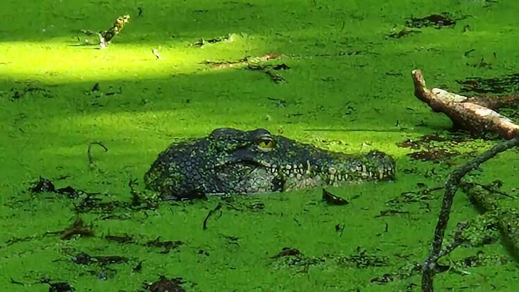 "Krokodil" sorgt für Aufregung an Tümpel nahe des Bodensees