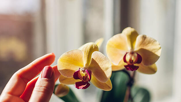 Orchideen, Blüten