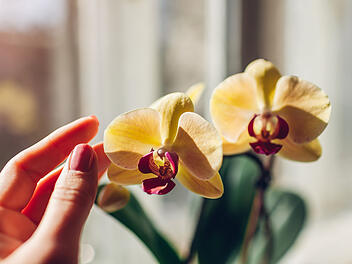 Orchideen, Blüten