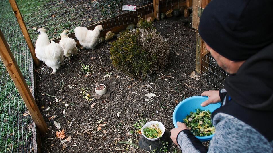 Rupert Bockelt schaut jeden Tag bei seinen Seidenh&uuml;hnern vorbei. Neben der Voliere haben die Tiere auch ein St&uuml;ck Gr&uuml;nfl&auml;che f&uuml;r sich. Foto: Teresa Hirschberg