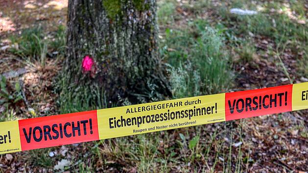 Warnhinweise um Eichen sollen vor Verletzungen durch den Eichenprozessionsspinner schützen.