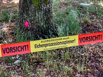 Warnhinweise um Eichen sollen vor Verletzungen durch den Eichenprozessionsspinner schützen.