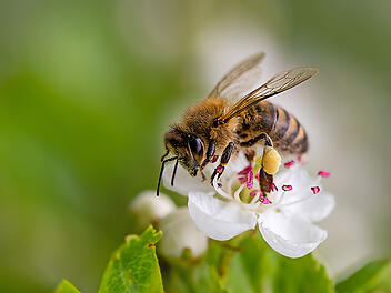 Biene, Biene im Garten, Biene auf Blume