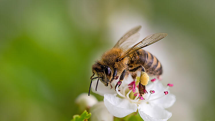 Biene, Biene im Garten, Biene auf Blume