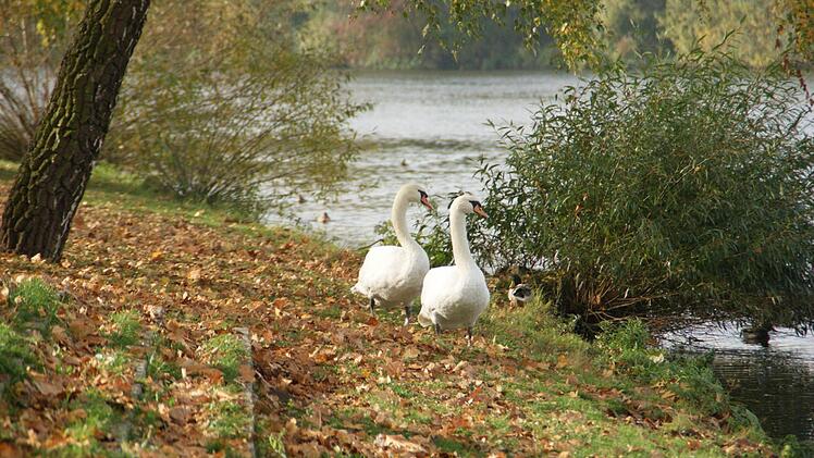 Das Füttern von Schwänen oder Enten am Mainufer kann auch Ratten anziehen, warnte Bürgermeister Ziegler in der Bürgerversammlung.  Foto: Sabine Weinbeer