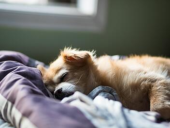 Nach dem Tod eines Welpen appelliert das Tierheim Nürnberg: "Hört auf, viel zu junge, ungeimpfte Hunde nach Deutschland zu bringen oder über irgendein Portal zu kaufen, ohne die genaue Herkunft zu kennen!"