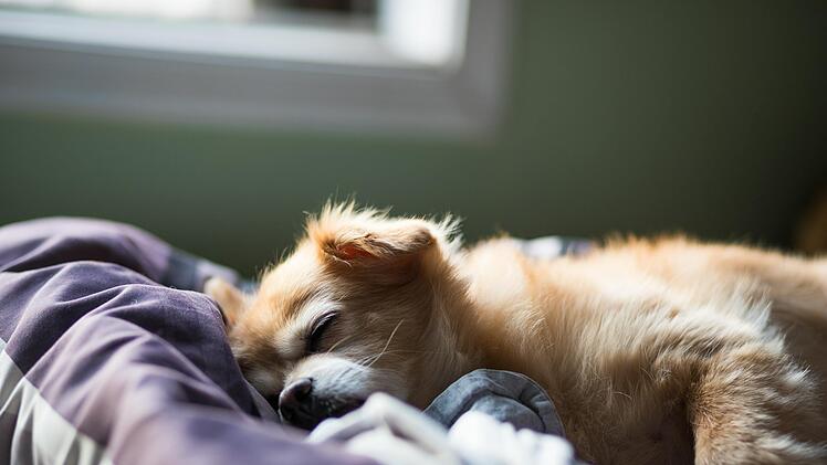 Nach dem Tod eines Welpen appelliert das Tierheim Nürnberg: "Hört auf, viel zu junge, ungeimpfte Hunde nach Deutschland zu bringen oder über irgendein Portal zu kaufen, ohne die genaue Herkunft zu kennen!"