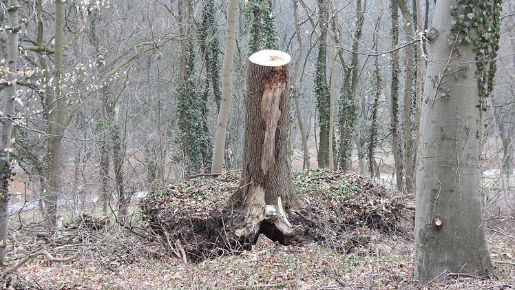 Der Sturm hatte den Baum entwurzelt und zu Boden geworfen. Als die Krone gekappt wurde, schnellte der Stumpf zurück in die Senkrechte.