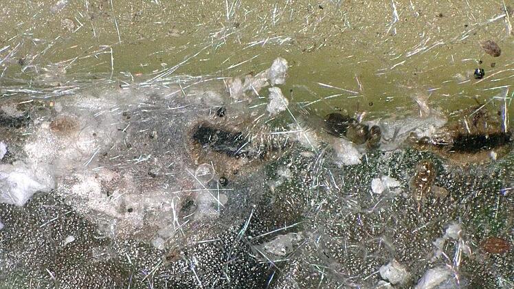 Ein Blatt bei 100-facher Vergrößerung. Foto: Keyence