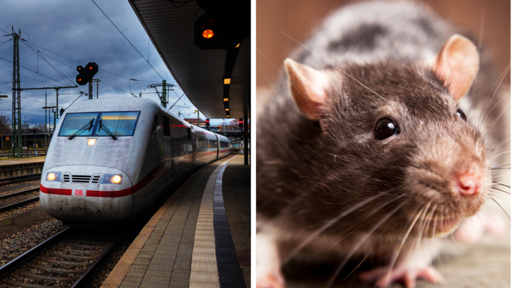 "So groß wie Katzen": Bahnhof in München kämpft mit Rattenplage