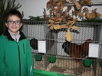 Julian Beetz konnte mit Dresdner H&uuml;hnern und Gockeln punkten. Fotos: Maria L&ouml;ffler