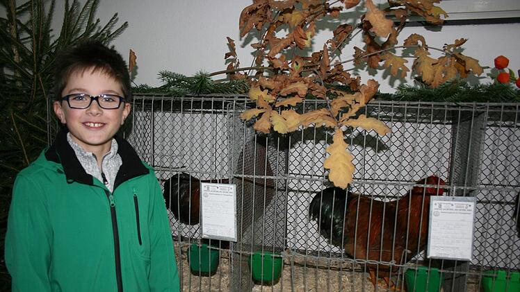 Julian Beetz konnte mit Dresdner H&uuml;hnern und Gockeln punkten. Fotos: Maria L&ouml;ffler