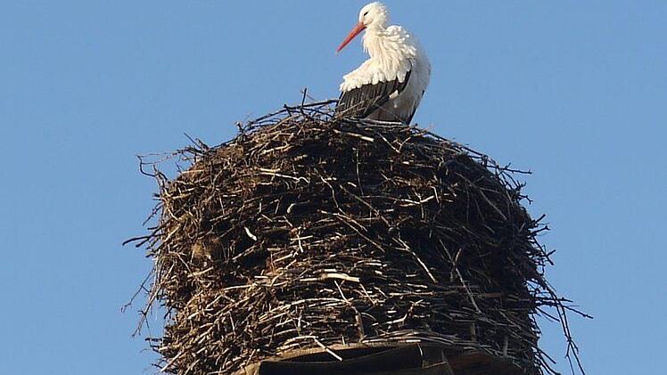 Der Horst auf dem Schlot der Brauerei Schleicher in Kaltenbrunn im Itzgrund hat am Montag  zum ersten Mal in diesem Jahr Besuch von einem Storch bekommen. - Foto: Berthold Köhler
