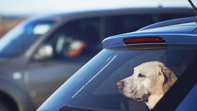 Auto, Hund, Hitze, Sommer, Strafe, Bu&szlig;geld, Gef&auml;ngnis