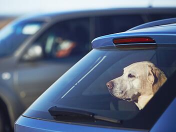 Auto, Hund, Hitze, Sommer, Strafe, Bußgeld, Gefängnis