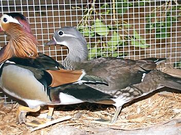 Wie gemalt präsentierte sich das Ziergeflügel wie hier die Mandarin-Enten bei der Lokalschau in Eltmann.