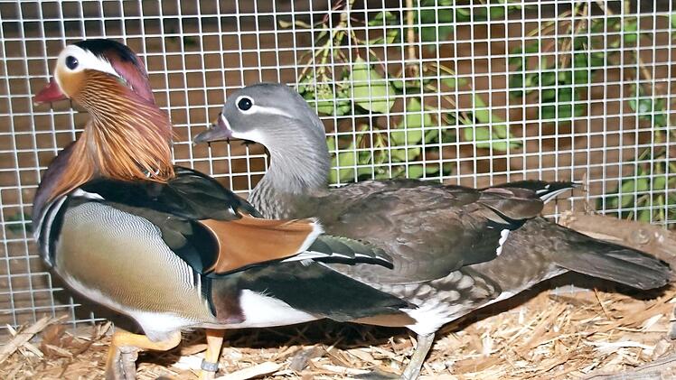 Wie gemalt präsentierte sich das Ziergeflügel wie hier die Mandarin-Enten bei der Lokalschau in Eltmann.