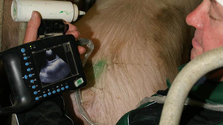 Mit dem Ultraschallgerät testet Klaus Schneider, ob "Dicker" erfolgreich war. Bis zu 17 Ferkel trägt eine Muttersau aus.