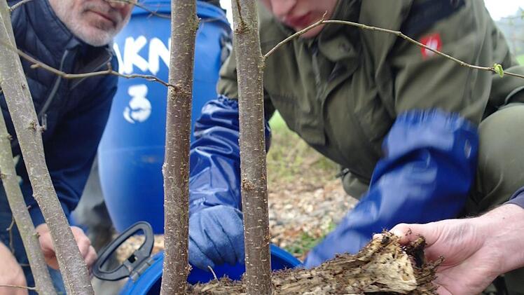 Vorsichtig wird der gesamte Ameisenhügel in Tonnen befördert. Foto: Stephanie Elm