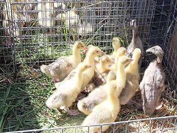 Federvieh wird bei der Gänsmarktkerwa immer verkauft. Foto: J. Blum
