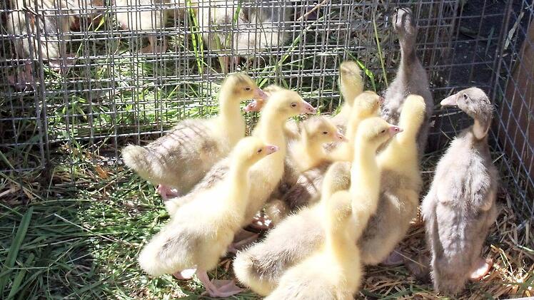 Federvieh wird bei der Gänsmarktkerwa immer verkauft. Foto: J. Blum