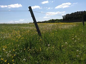 Natur, Wiese, Pferdekoppel. Foto: Ralf Welz