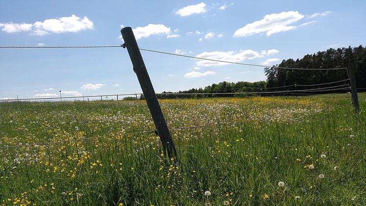 Natur, Wiese, Pferdekoppel. Foto: Ralf Welz