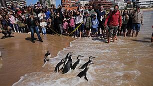 Auswilderung von Pinguinen in Uruguay