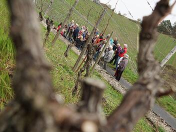 Die Weinberge rund um Hammelburg sind regelmäßig Ziel von geführten Wanderungen. Foto: Archiv/Arkadius Guzy