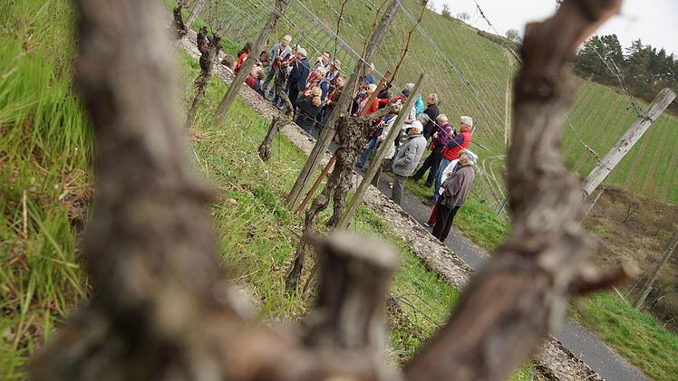 Die Weinberge rund um Hammelburg sind regelmäßig Ziel von geführten Wanderungen. Foto: Archiv/Arkadius Guzy